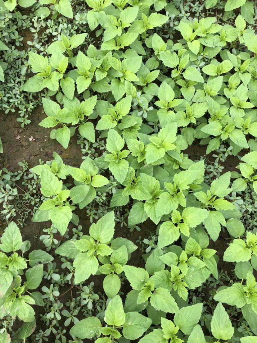 传统古法手工制作干芝麻叶——黑芝麻芽叶