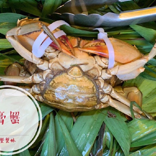 饶平县青蟹膏蟹