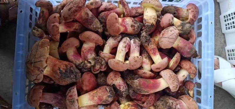 成都红葱菌  红葱牛肝菌