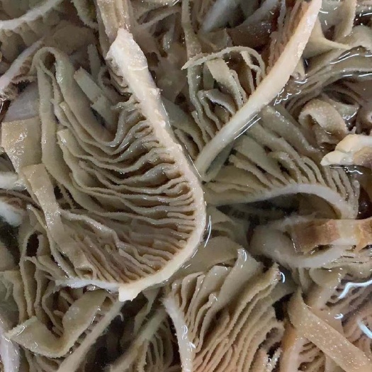 重庆市毛肚  黑千层