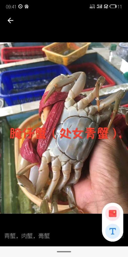 饶平县青蟹奄仔蟹