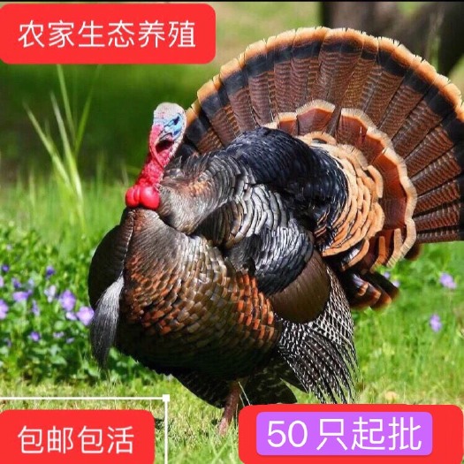 南宁珍珠鸡苗 半大火鸡活苗活体脱温火鸡青铜贝蒂尼古拉活火鸡种苗