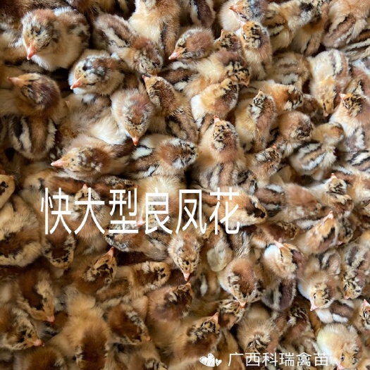 南宁快大型良凤花鸡苗，正规孵化场直供批发