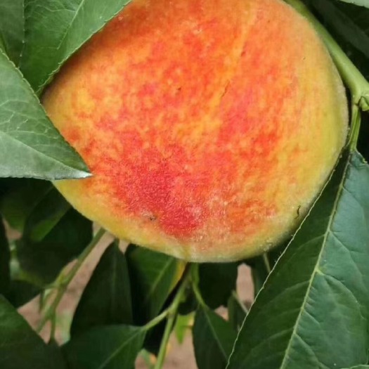 砀山县 砀山黄桃83及9号品种大量上市！产地超低价直供！！！