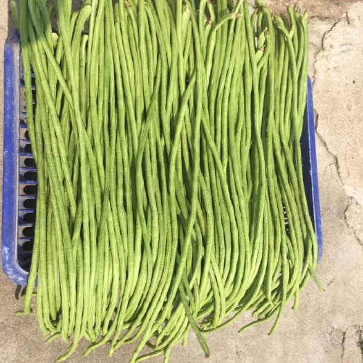 兰陵县豆角 40cm~70cm