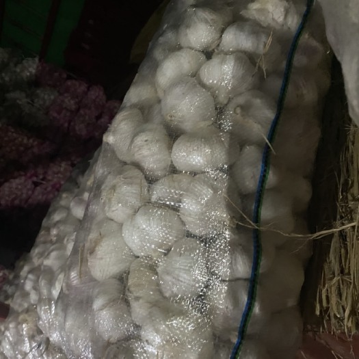 泸州红皮蒜  产地直销 优质大蒜 质量保证 价格温柔