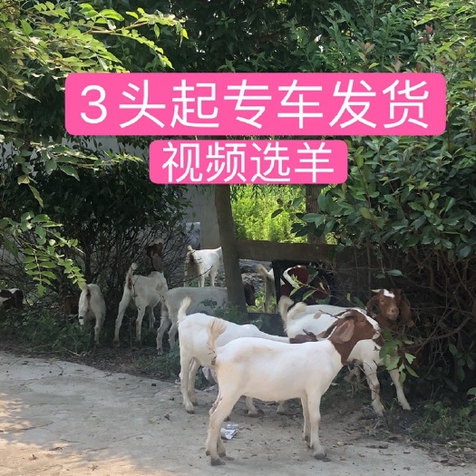 睢宁县波尔山羊 30-50斤