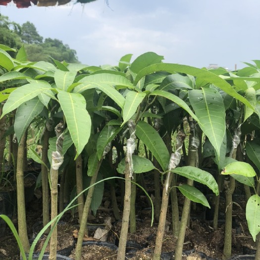 灵山县金煌芒果苗 正品金煌芒果嫁接苗