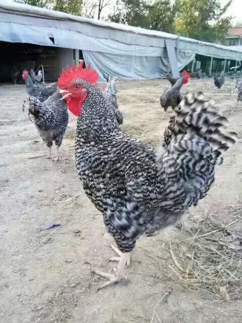 南宁芦花鸡苗  大种黑芦花