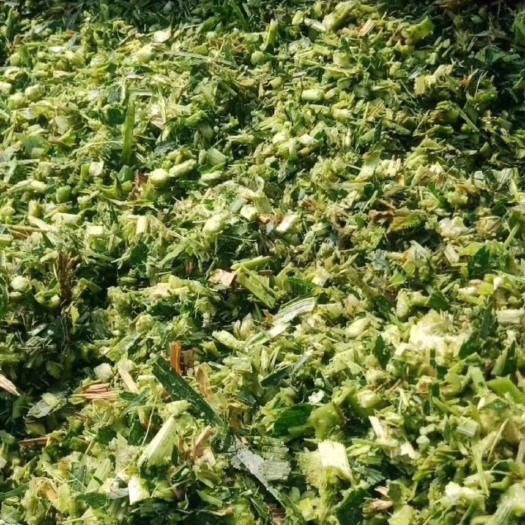 玉田县青储草  甜玉米秸秆青储饲料