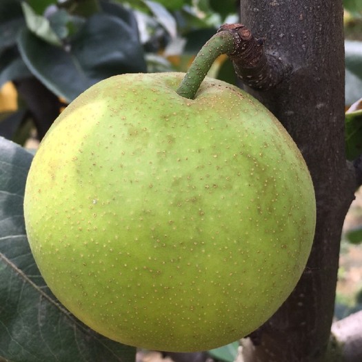 宜城市青冠梨 脆冠梨 皮薄核小 含糖量高 大量上市