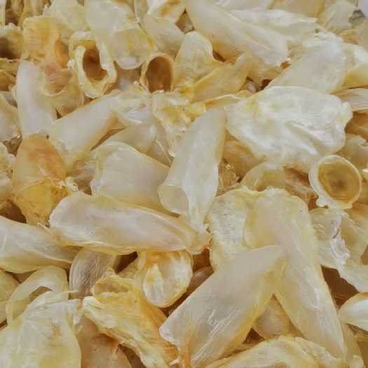 广州花胶  鸡蛋胶筒  胶好 肉厚 个头大 发头好