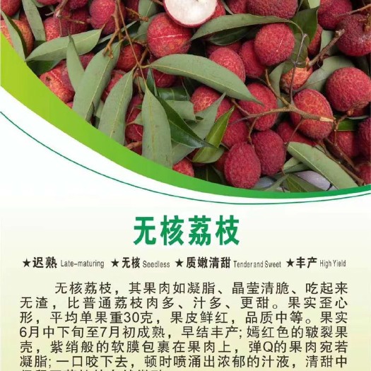 灵山县无核荔枝苗