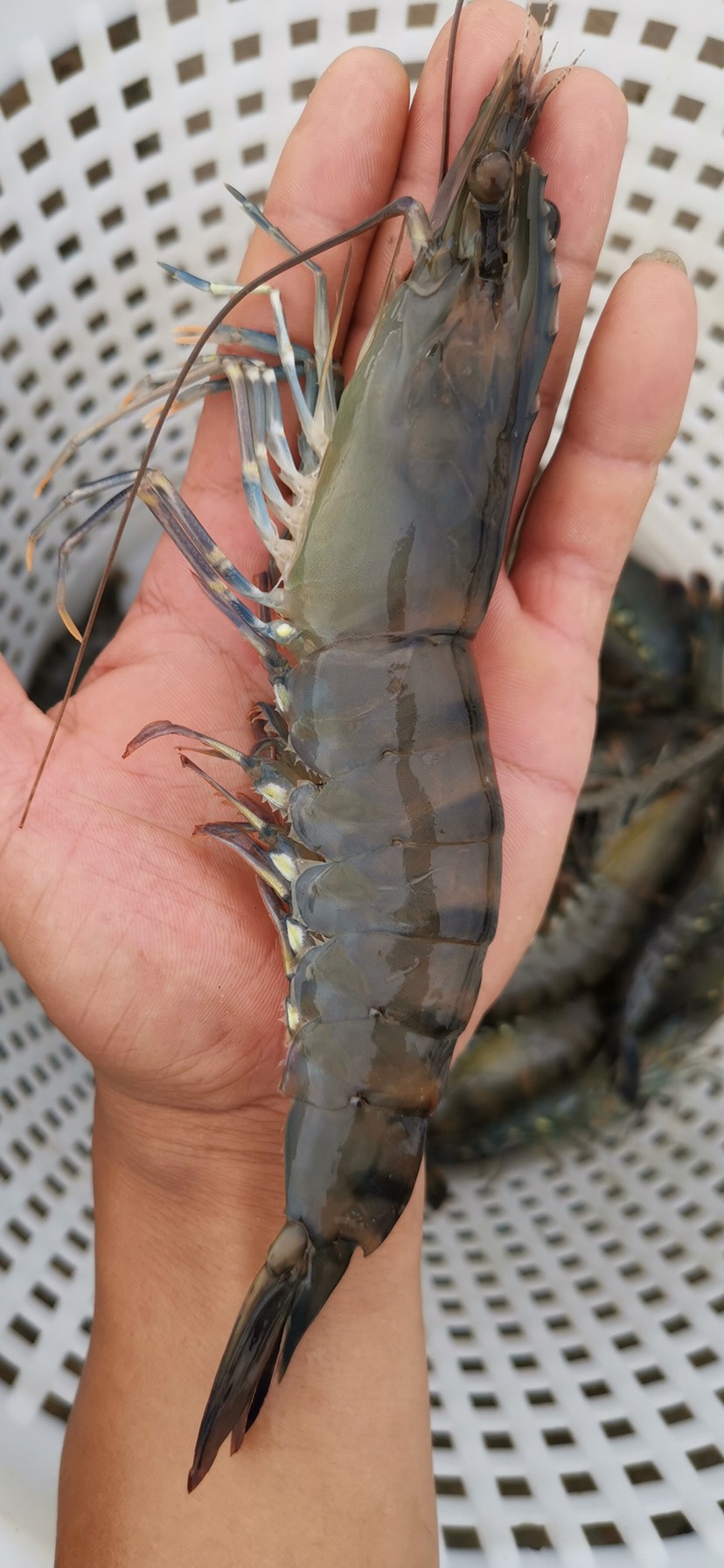 斑节虾 人工养殖