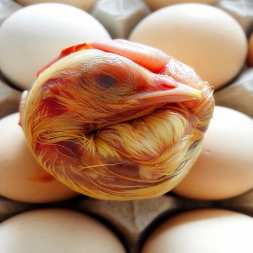 新郑市大量批发毛蛋  18天全鸡毛蛋  半鸡半蛋毛蛋  实蛋活珠子