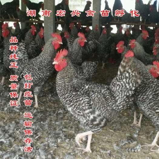 衡阳厂家热销芦上芦花鸡苗小种苗贵妃鸡苗绿壳蛋鸡苗土鸡苗