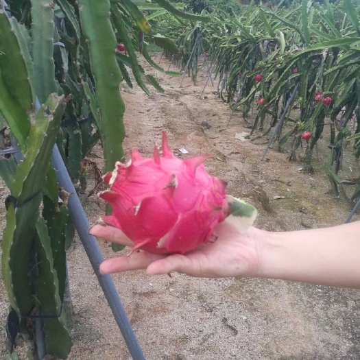 厦门 红心火龙果
