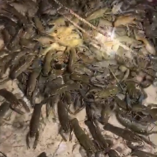 湛江广东湛江澳洲淡水小龙虾
