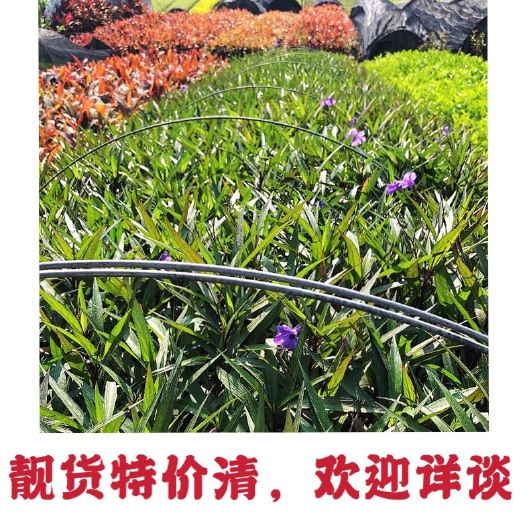 中山市翠芦莉盆栽 翠芦莉种植户直销 承接各种园林工程、道路绿化、公园绿化