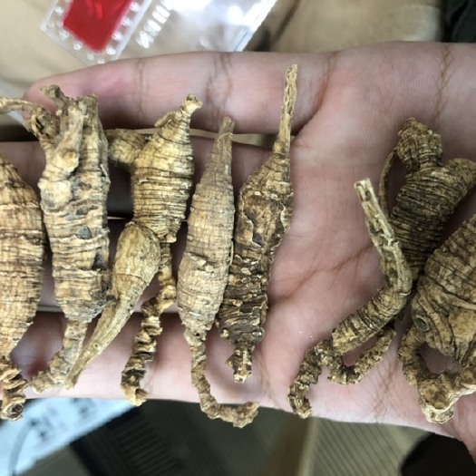 深圳山参 林下花旗参，美国花旗参，大货供应