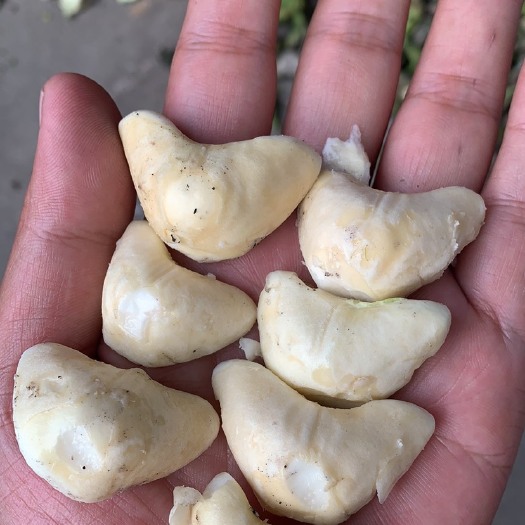 泰州菱角