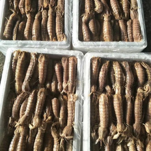 藤县冷冻皮皮虾 鲜活速冻皮皮虾