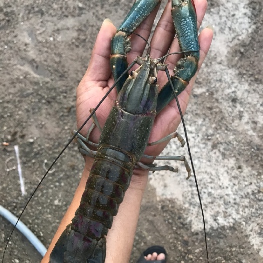 廉江市 澳洲淡水龙虾