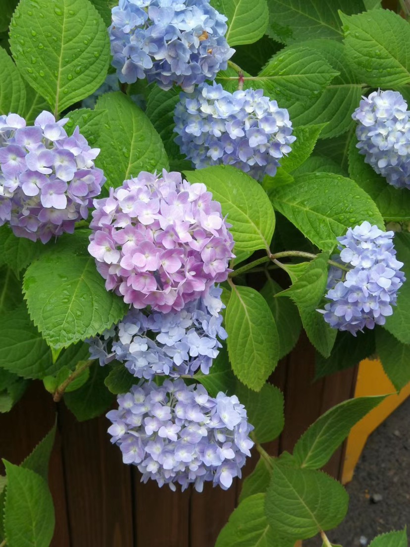 大八仙花  绣球花苗 绣球苗 无尽夏 海蓝绣球大花绣球八仙花盆栽家庭种植