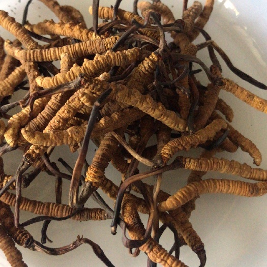 成都玉树虫草 冬虫夏草 干草 15一根