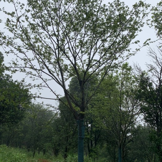 津市市丛生朴树  20-26公分移栽朴树
