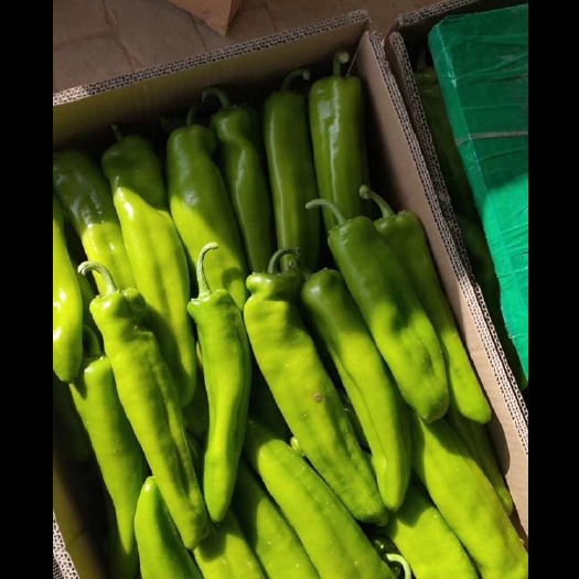 定边县牛角椒 中辣