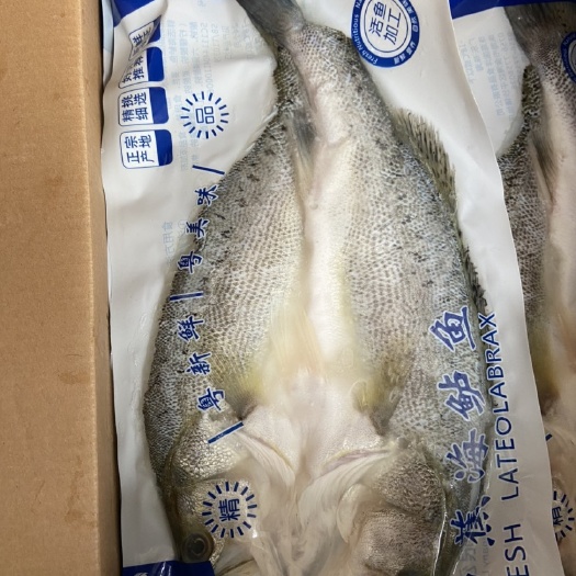 广州 开背海鲈鱼