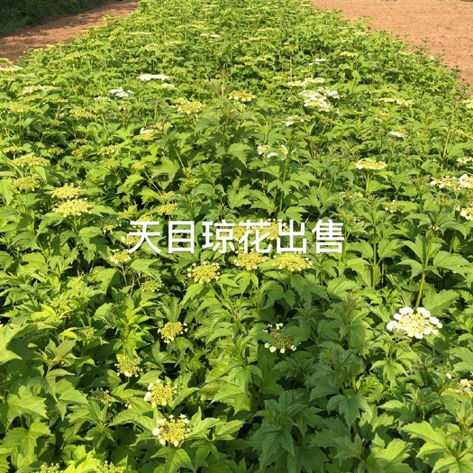 沭阳县 天目琼花