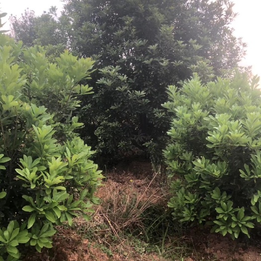 靖州县荸荠杨梅种苗 断根杨梅树