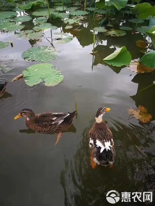  大种鸭苗