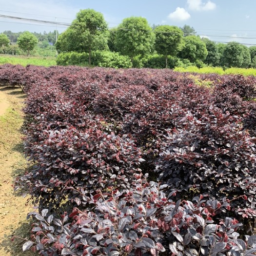 中方县单面红  供应70-120公分红花继木球