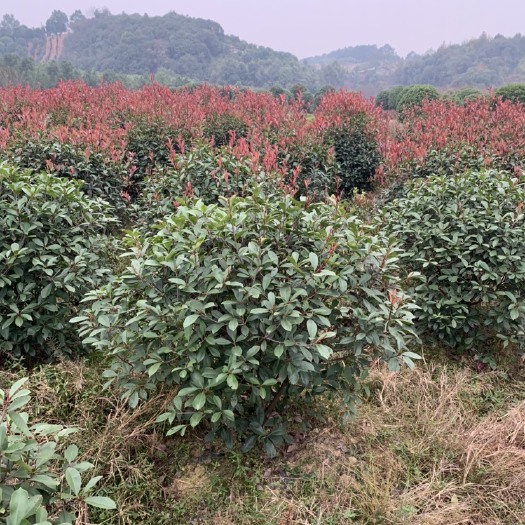 长沙县红叶石楠造型树   80-120红叶石楠球