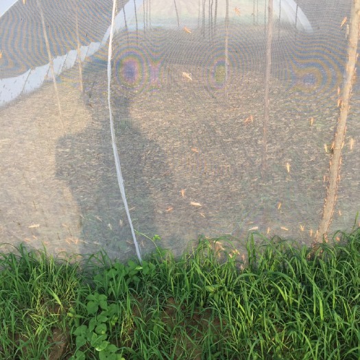 唐河县蚂蚱