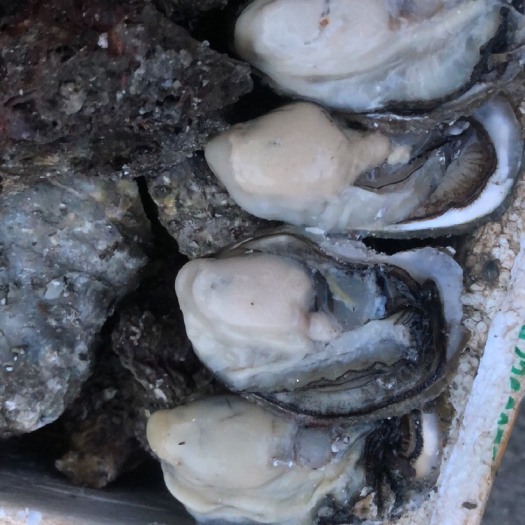 诏安县诏安湾生蚝 诏安湾肥蚝