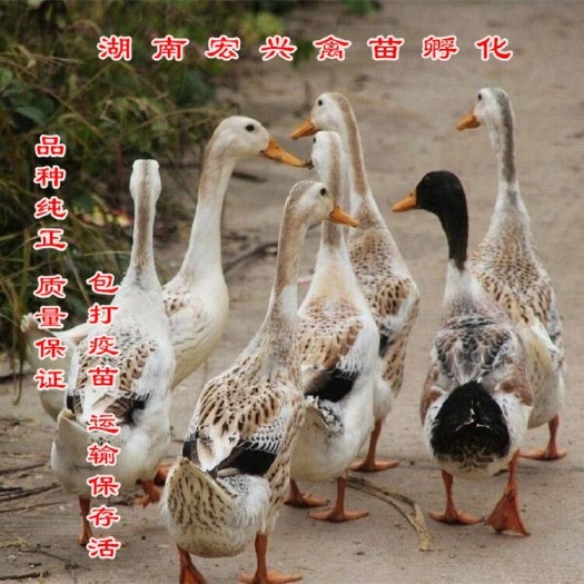 衡阳江南2号鸭苗  厂家直销多蛋鸭苗江南蛋鸭苗麻鸭苗番鸭苗出厂必打疫苗
