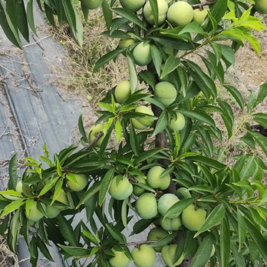 大邑县 优质青脆李