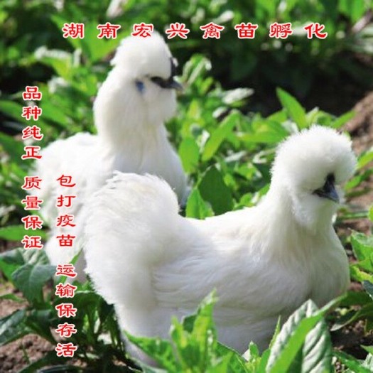 衡阳 直销正宗白凤乌鸡苗竹丝鸡苗黄毛乌鸡苗五黑鸡苗包运输