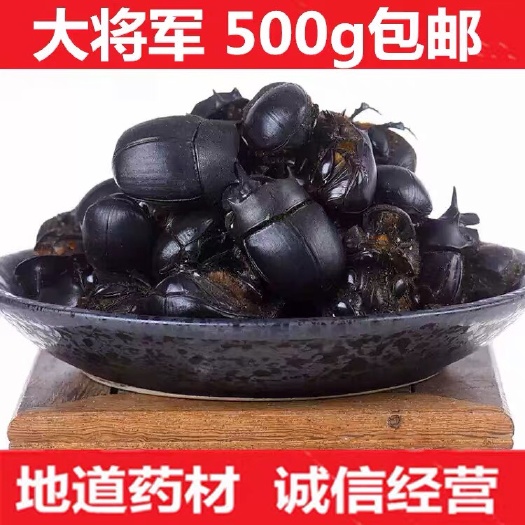 定州市蜣螂 大将军正品！无硫新货！干净！实拍图！品质保证！包
