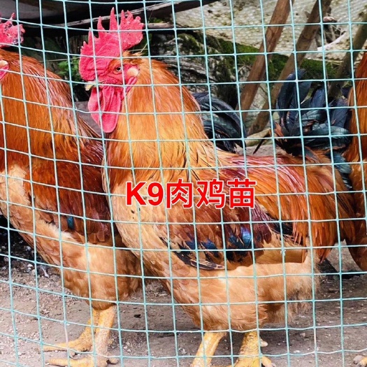南宁K9鸡苗 麻黄鸡苗 882-901肉鸡苗 出壳打疫苗