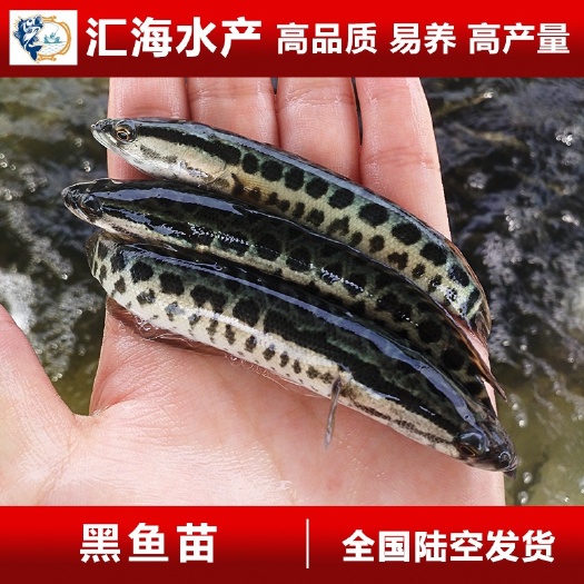 广州黑鱼苗 杂交黑鱼苗 生鱼苗 乌鱼苗 现货热卖 产地批发