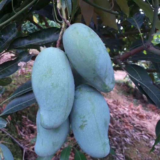 桂七芒 现摘5-7两桂七大果