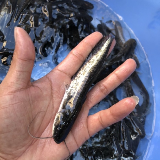南宁 大口鲶鱼苗，场地直供