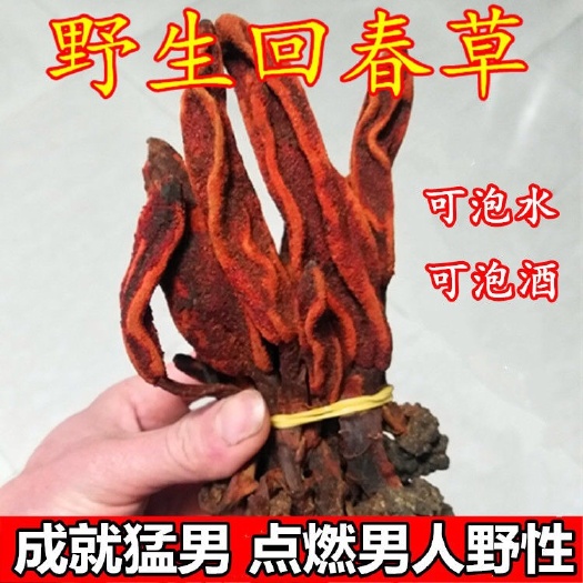 中药材回春草 回春草干!补阳利器!正品!无硫新货!干净无杂质