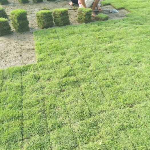 铜仁马尼拉草皮 湖南怀化市 优质马尼拉长期大量低价供应