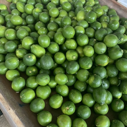 南宁 无籽青柠檬 四季不间断供货 皮薄清香 酸度好 无籽柠檬